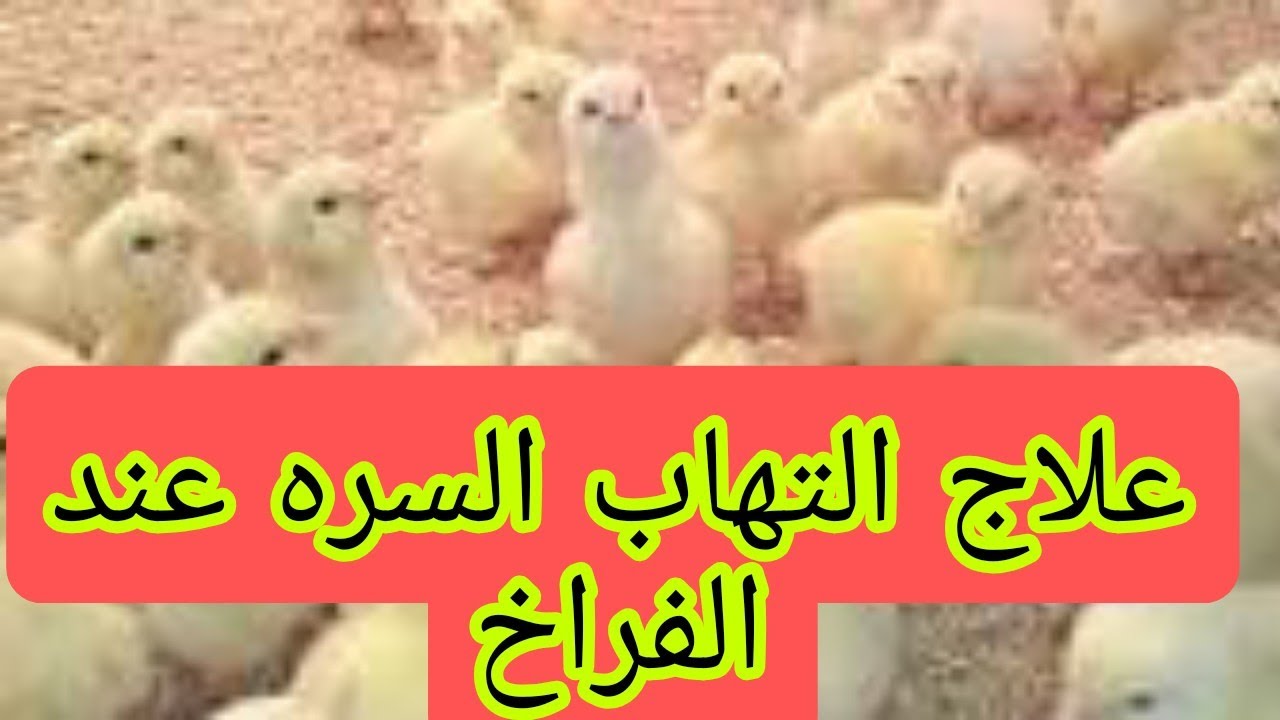 اسباب التهاب السره عند الكتاكيت وطريقة علاجه واعراضه