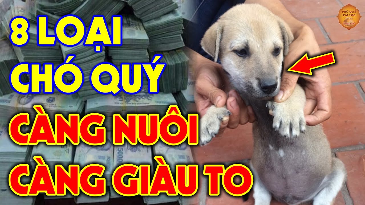 8 Tướng Chó Quý Giúp Chủ Nhân PHÁT TÀI, CÀNG NUÔI CÀNG GIÀU Tiền Vàng Ùn Ùn Kéo Vào
