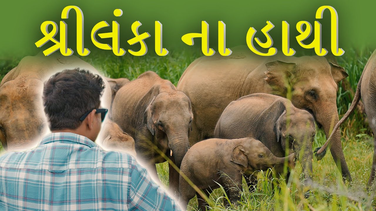 શ્રીલંકા ના હાથી । Khajur Bhai VLOGS | Jigli and Khajur | Nitin Jani | Srilanka | Travel Vlog | Help