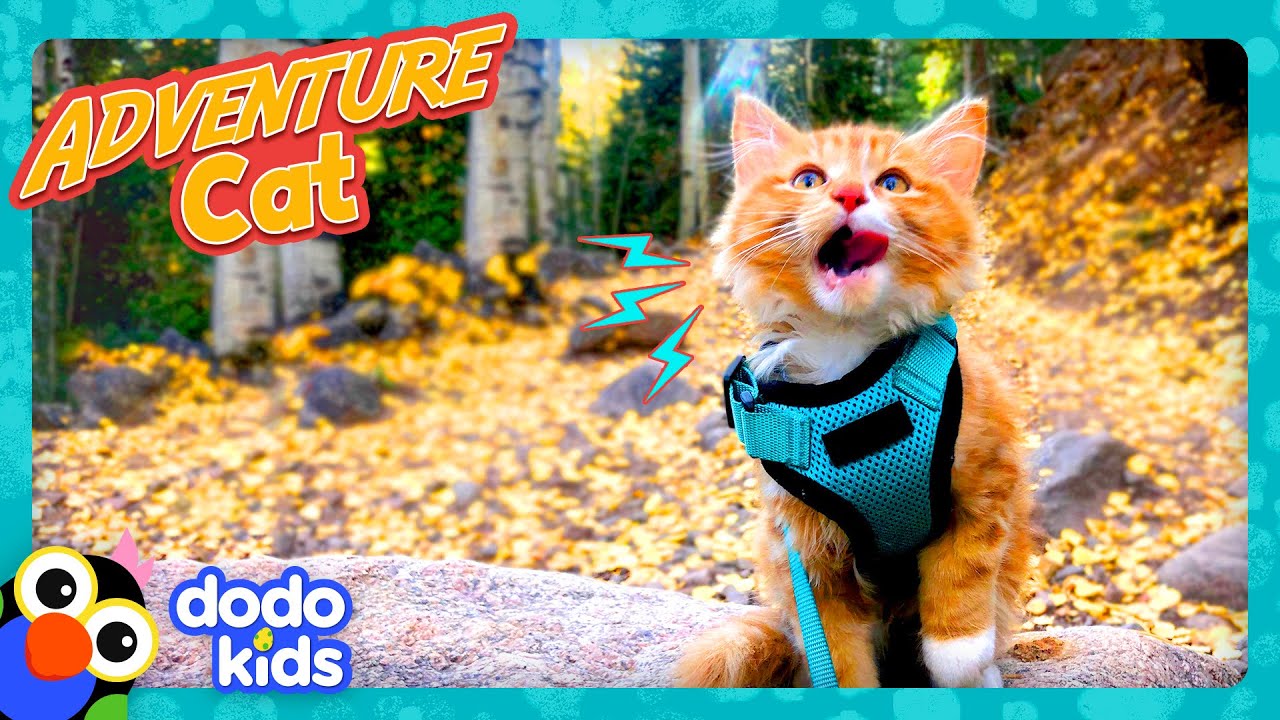 Thrill-Seeking Kitten Skis And Climbs Mountains! | Dodo Kids | Adventure Animals