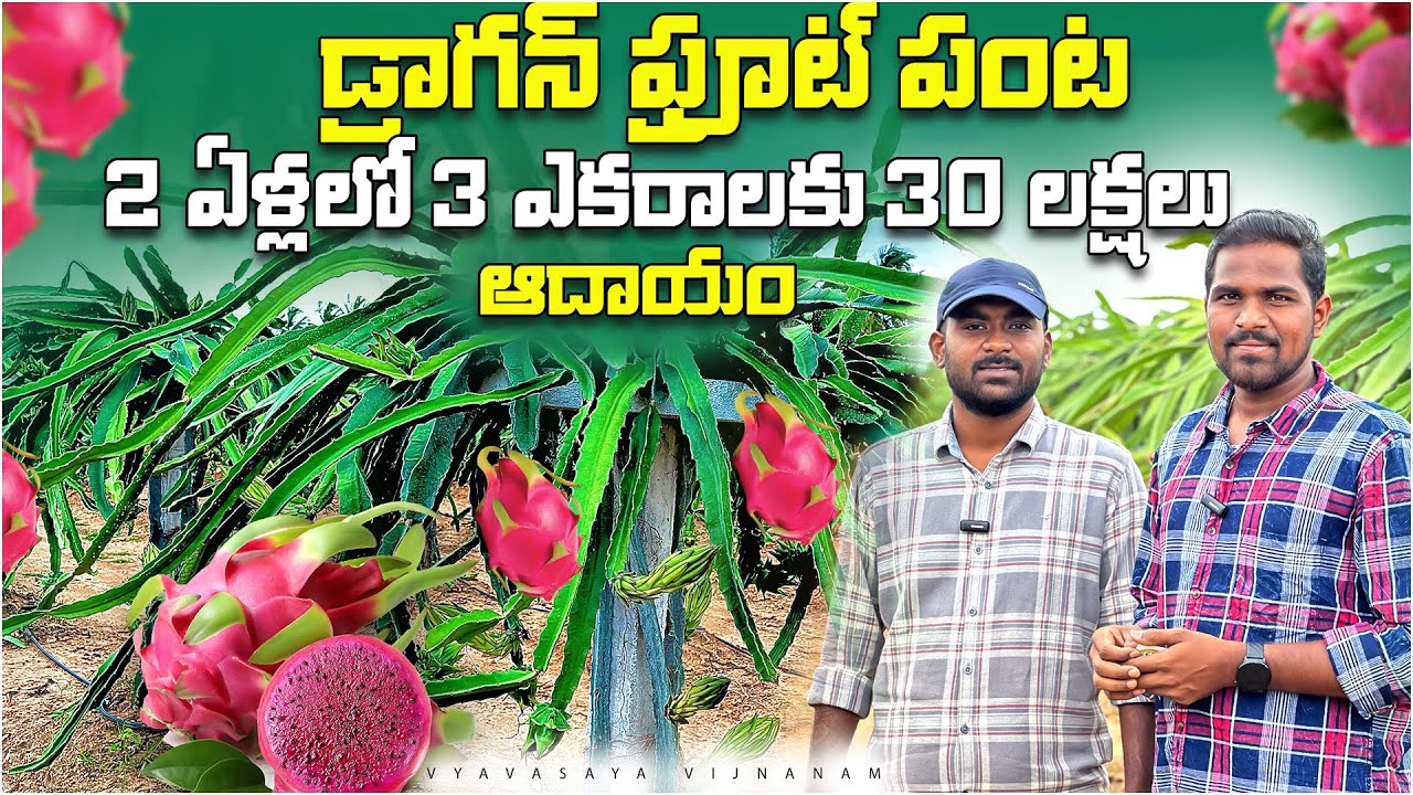 డ్రాగన్ ఫ్రూట్ పండిస్తున్న MBA Graduate || Vyavasaya Vijnanam || Dragon Fruit Farming Telugu