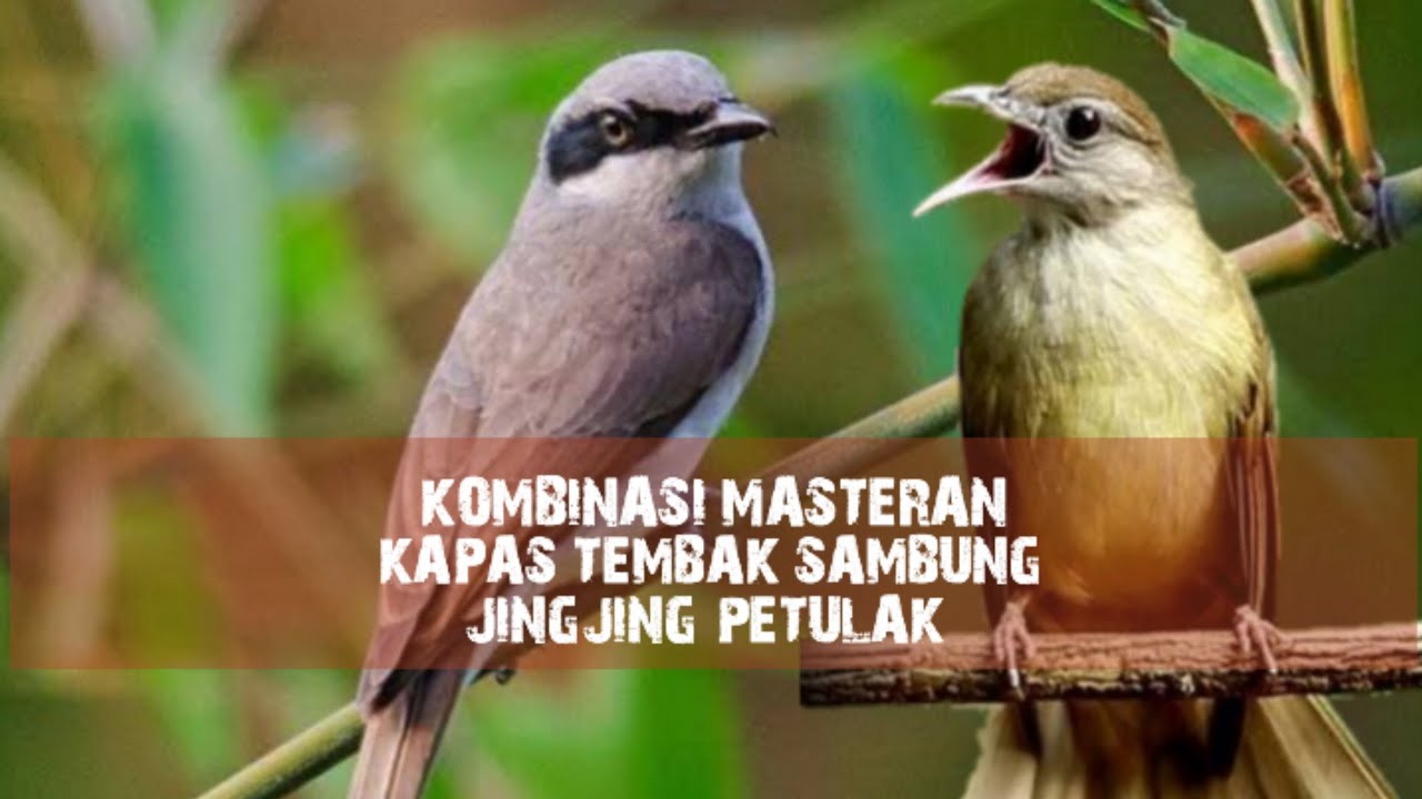 Masteran Mewah | Kapas Tembak Sambung Jingjing Petulak 