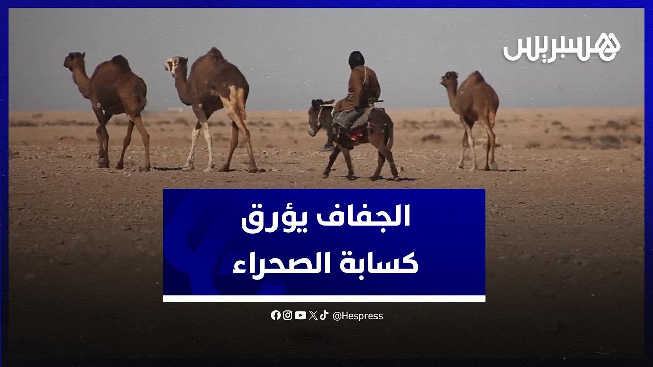الجفاف يؤرق كسابة الصحراء ويُسائل وزارة الفلاحة بجهة العيون الساقية الحمراء
