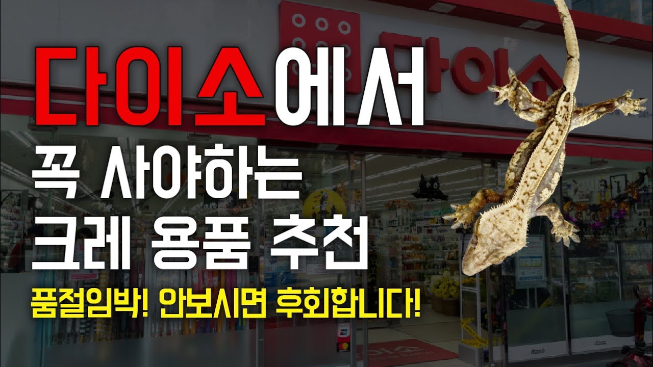 다이소 크레스티드 게코 추천템 정리! 다이소 가기전 필수 시청!