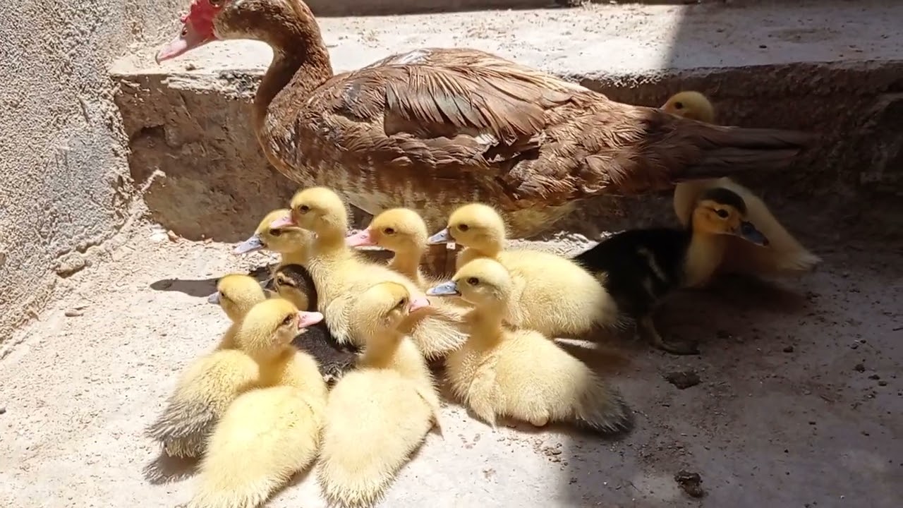 patos criollos