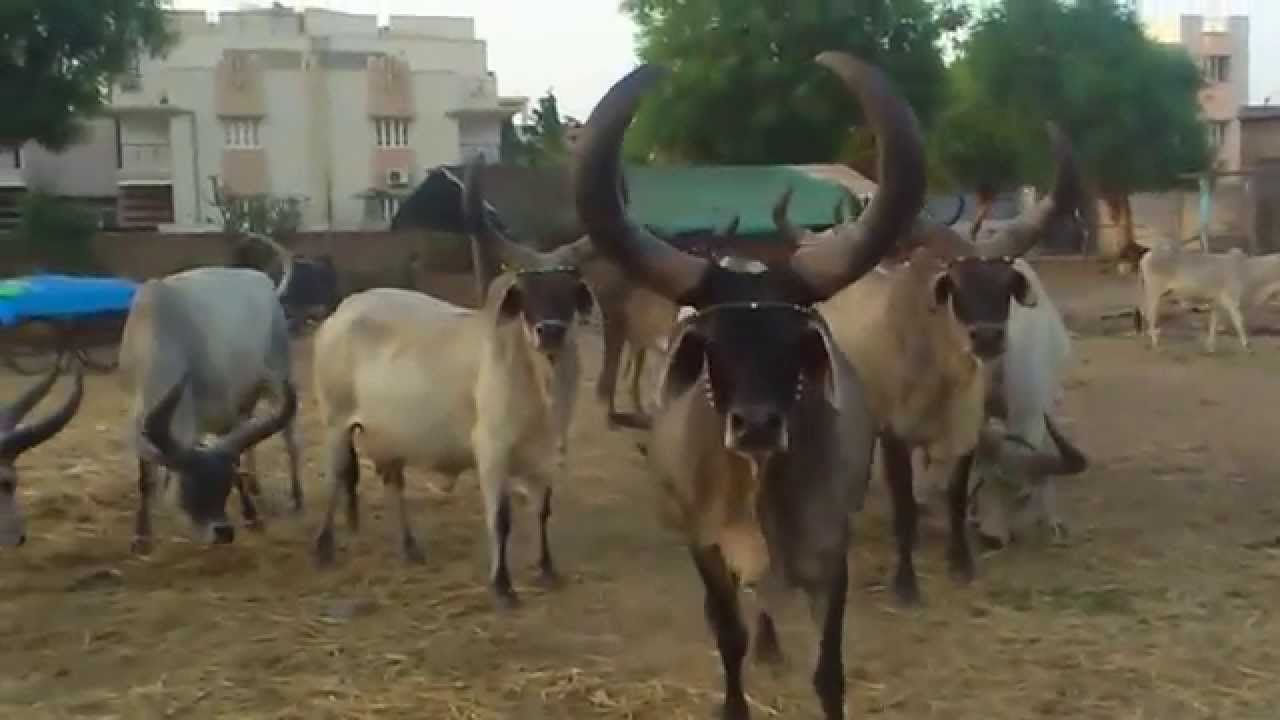 kankrej home cows