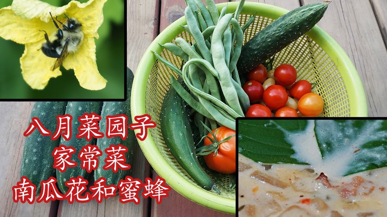 北美6a区八月菜园子 八月家常菜 八月蜜蜂, My August Garden