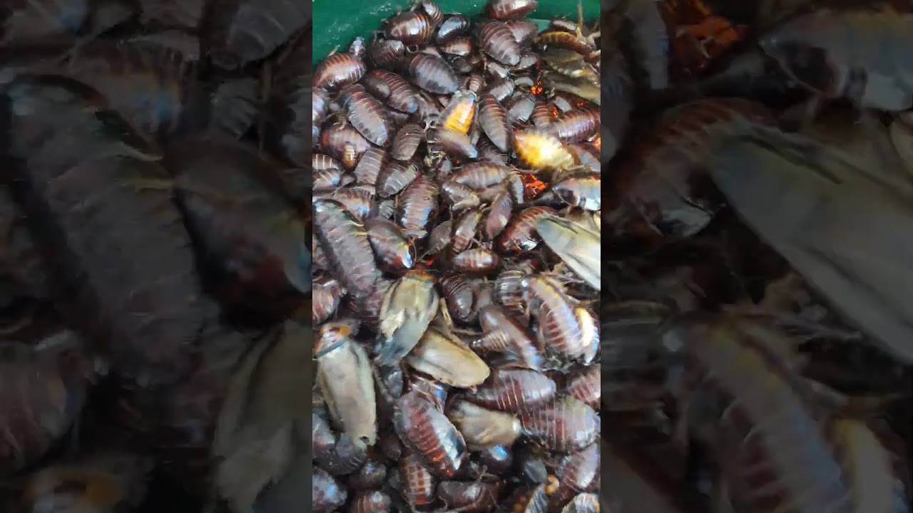 Sorting thousands of Orange Head Roaches #shorts