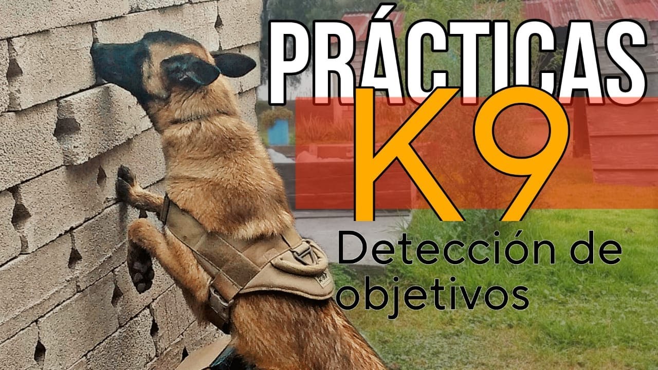 k9 training/deteccion de objetivos, practicas k9