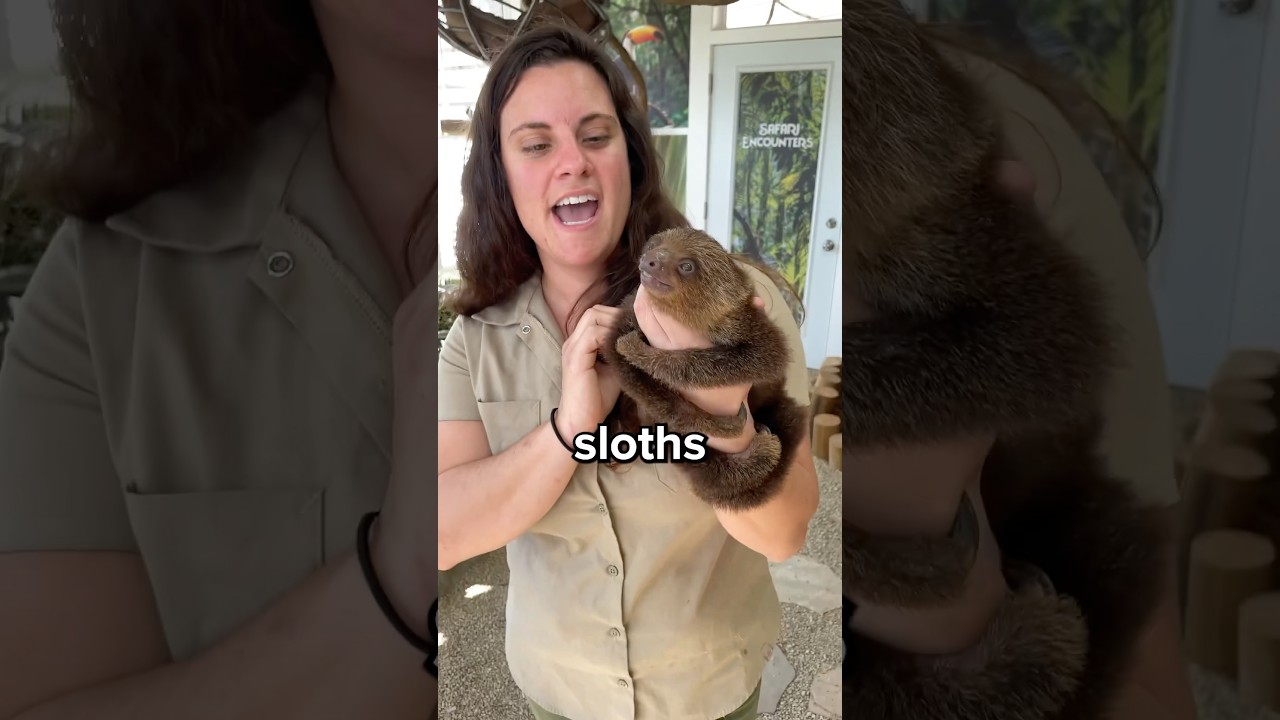 Why do Sloths Actually Move So Slow? 🤔 #sloth
