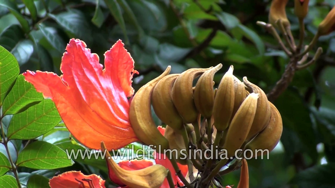 Spathodea campanulata - the brilliantly flowering African tulip tree