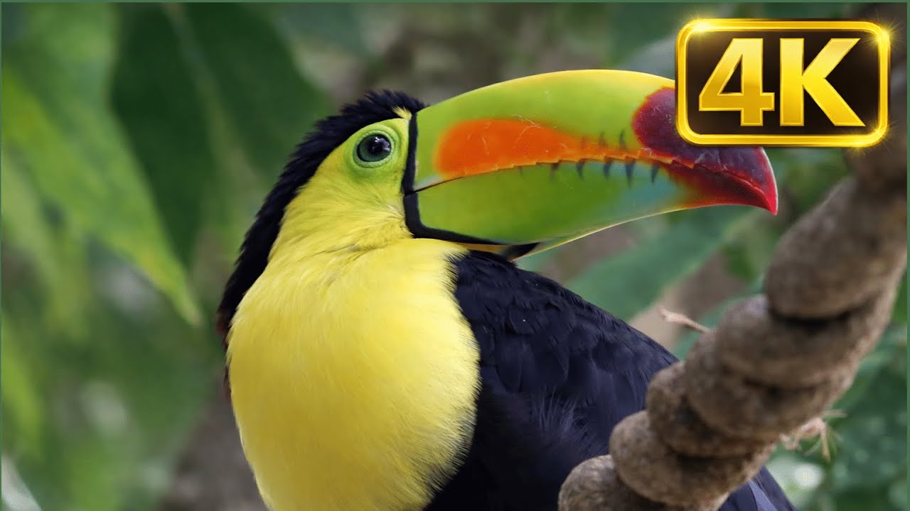 Animal in 4K Bird