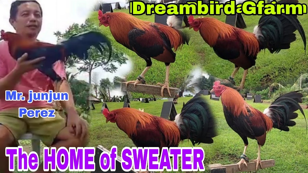 HOME of SWEATER in Tanauan batangas.
