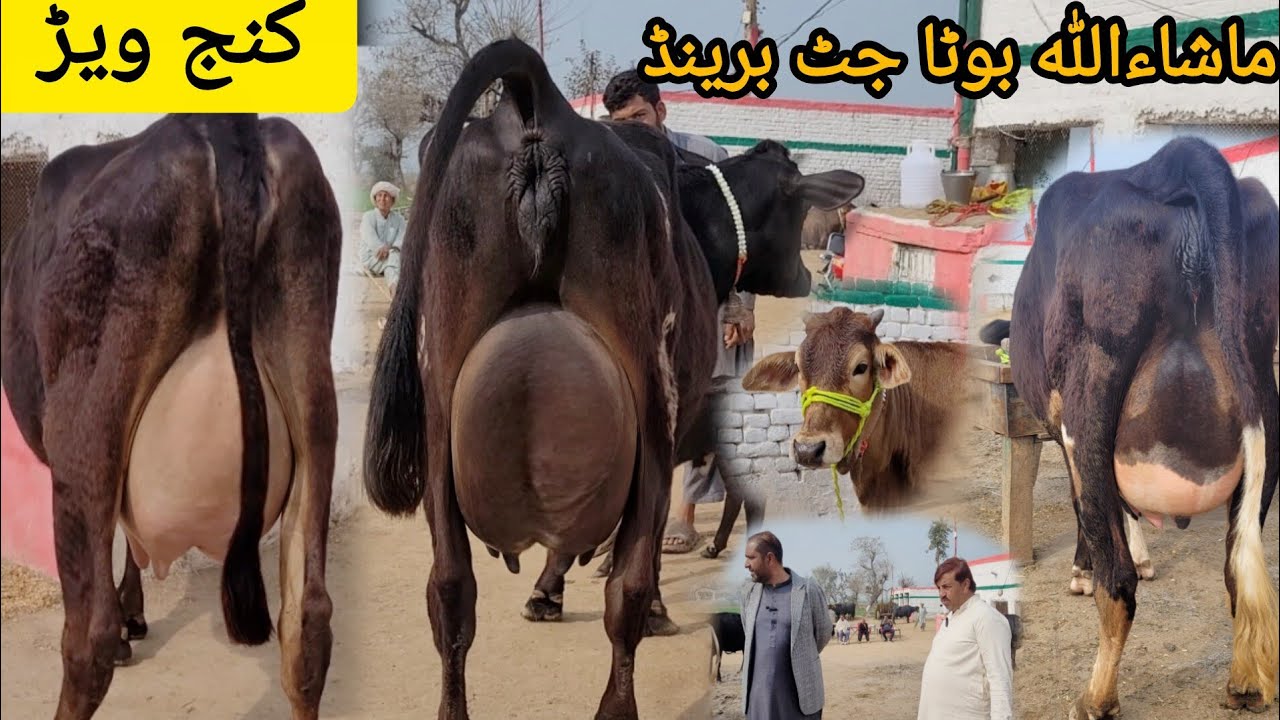 ماشاءاللہ محمد بوٹا جٹ ڈسکہ کی8خوبصورت گائے کنج ویڑ اور بھینس برائےفروخت 2فروری2026 HajiArfazChannel