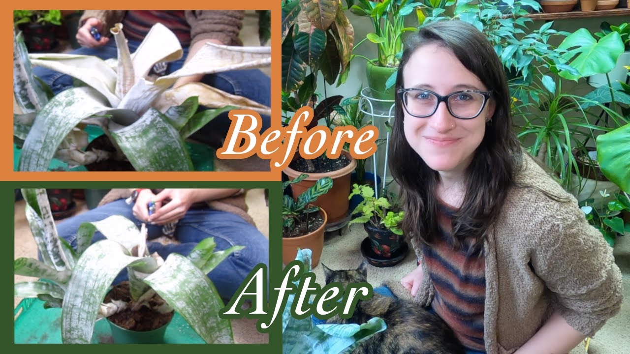 Relaxing Plant Chores | Cleaning Up Neglected Plants to Give Away | Rehoming Bromeliads