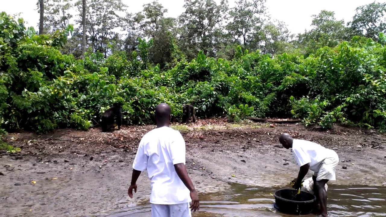 Feeding the Chimpanzee on  Island, Liberia