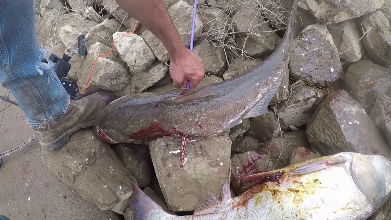 Barkley Dam (accidental) Asian carp fishing