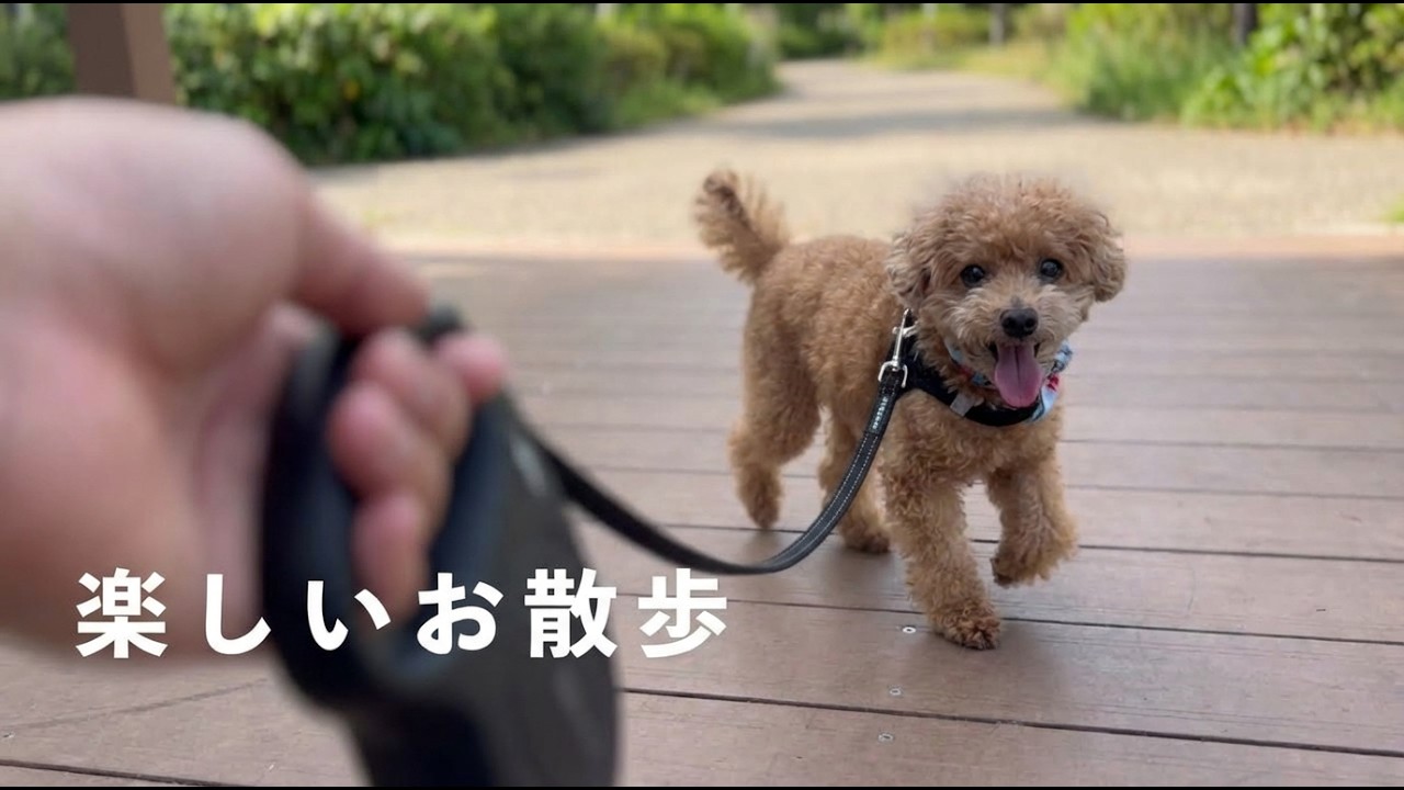 私達とソレイユと式の打合せ♫   その前の楽しいお散歩