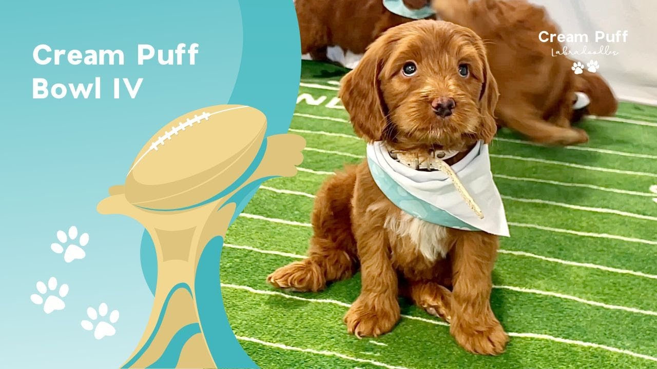 🏈 Cream Puff Bowl IV | Puppy Bowl 2025 🏈
