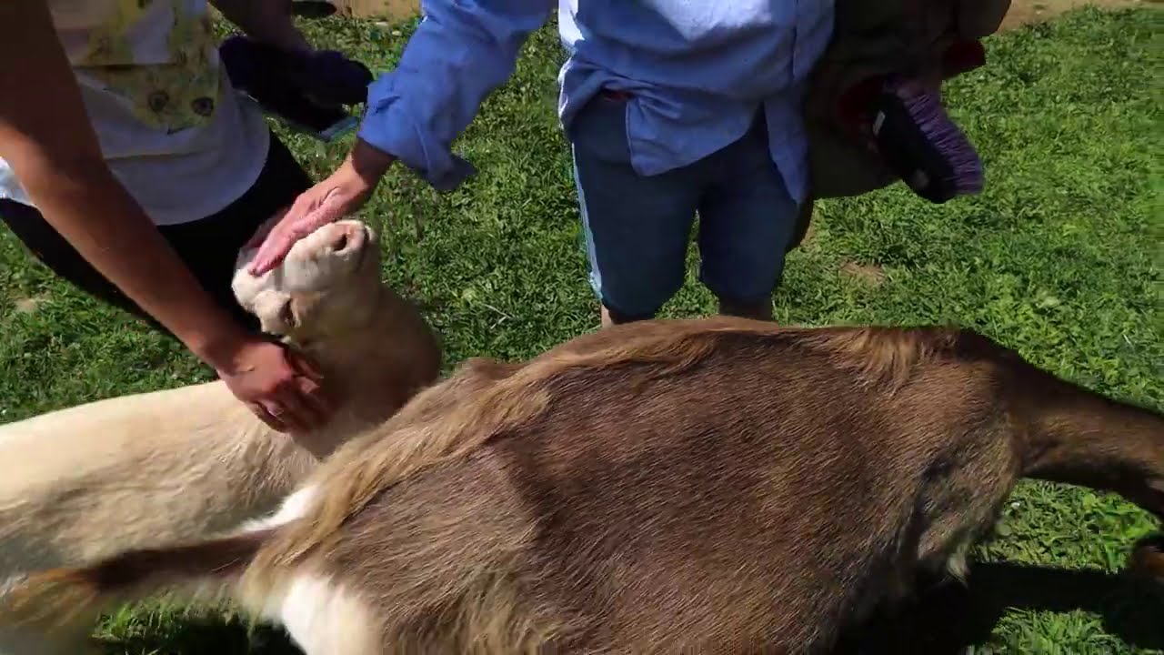 A relaxing look into Running A Goat Petting Business