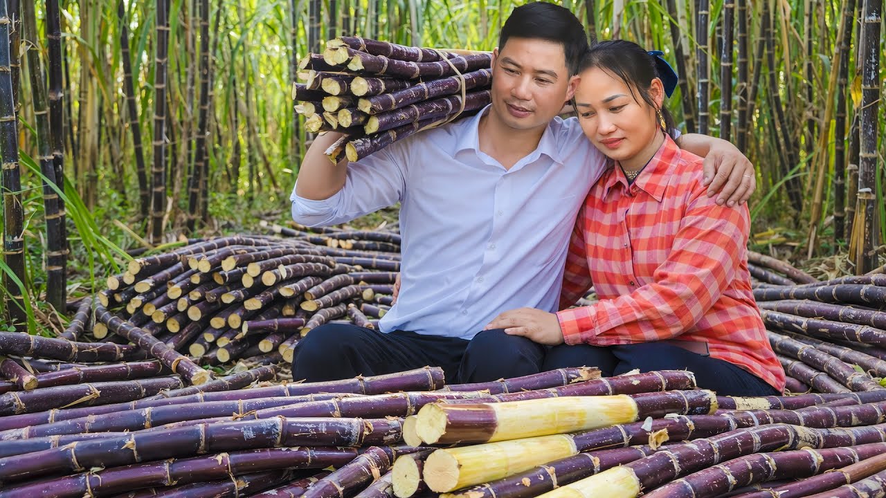 Purple Sugarcane Harvest to Sell at Market — Step-by-Step Sugarcane Planting Process