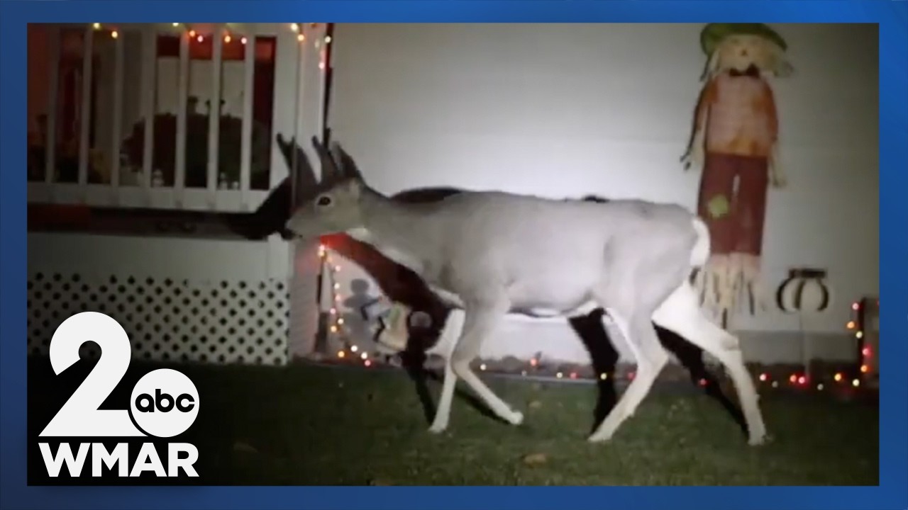 Neighbors respond to plan to shoot deer in Baltimore City