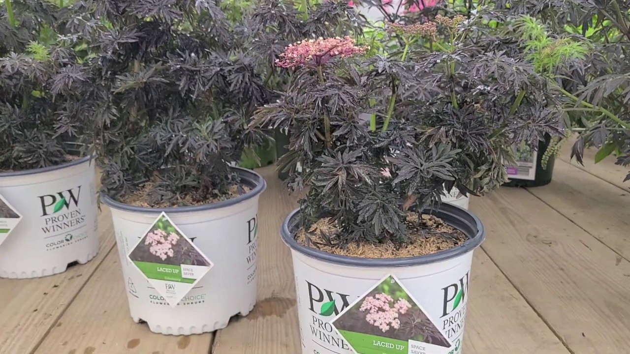Sambucus Laced Up&reg; (Upright Black Elderberry) // Amazing Columnar Habit & Dark Feathery Foliage