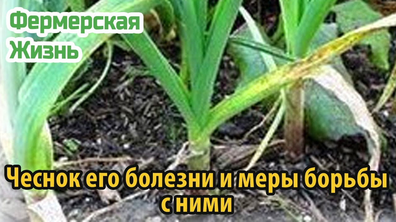 Чеснок его болезни и меры борьбы с ними