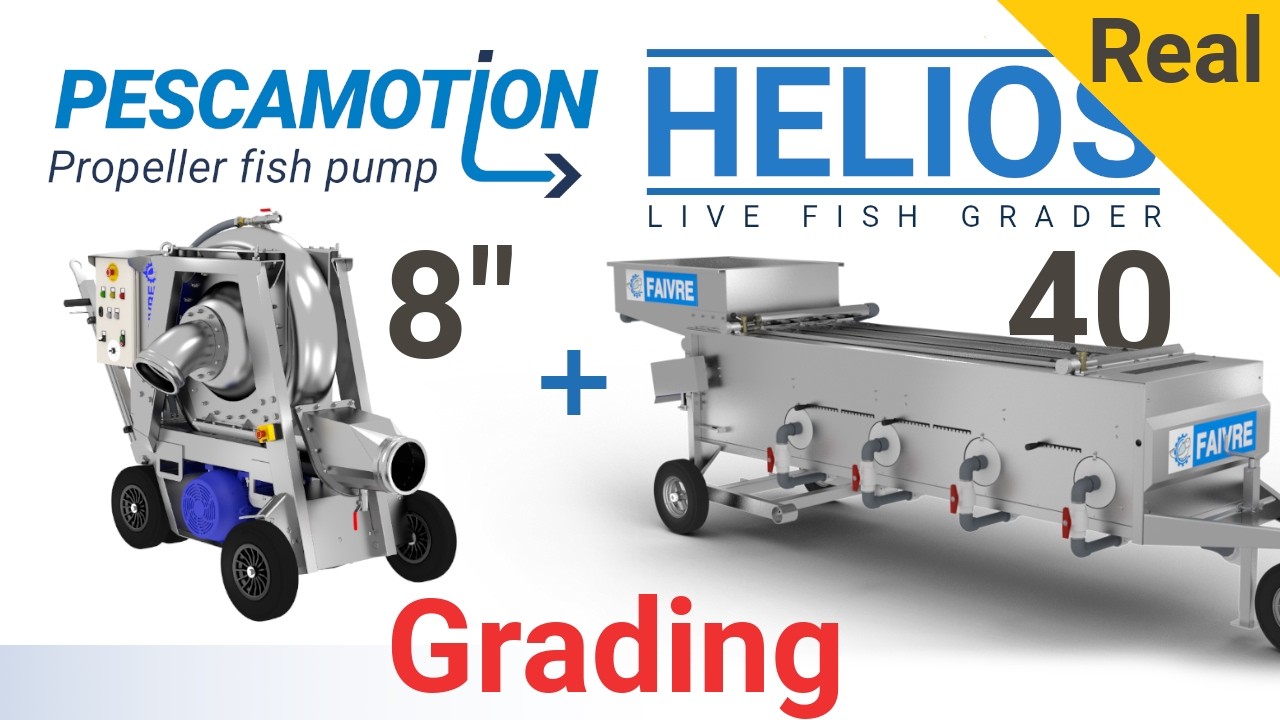 Pumping and grading 150g Rock bream