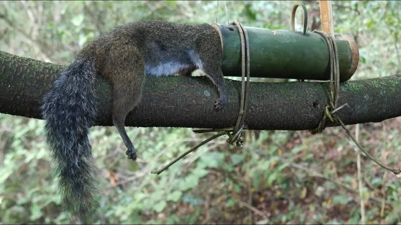 amazing skills to be looking for food in the jungle for survival episode 31 got a squirrel