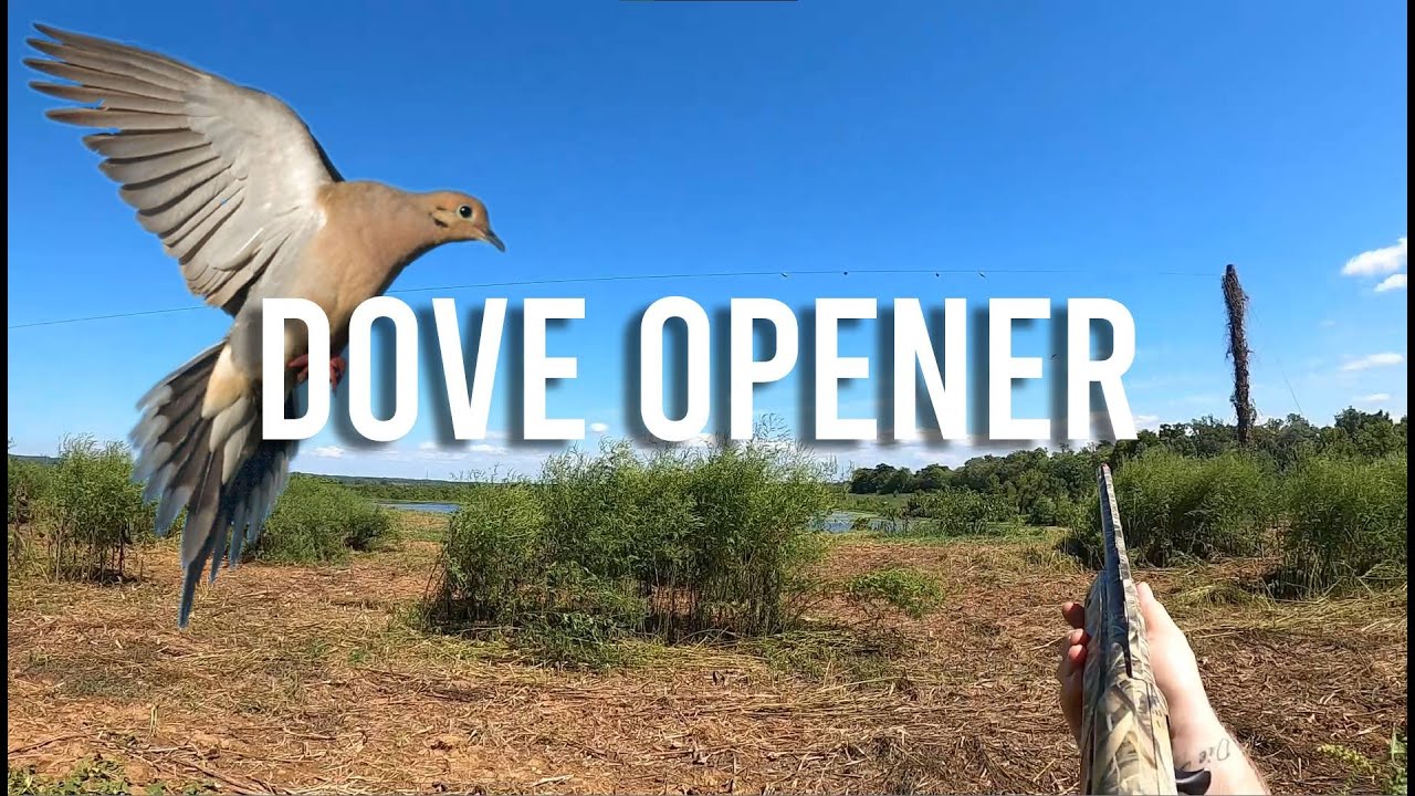 DOVE HUNTING OPENING DAY | 2024 Virginia Dove Hunt (LIMITS)
