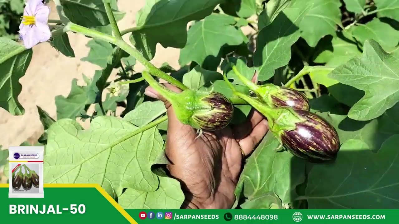 Highest price in the Market | Sarpan #Brinjal - 50 Seeds | #began ke #Beej | Best_Brinjal_Seed