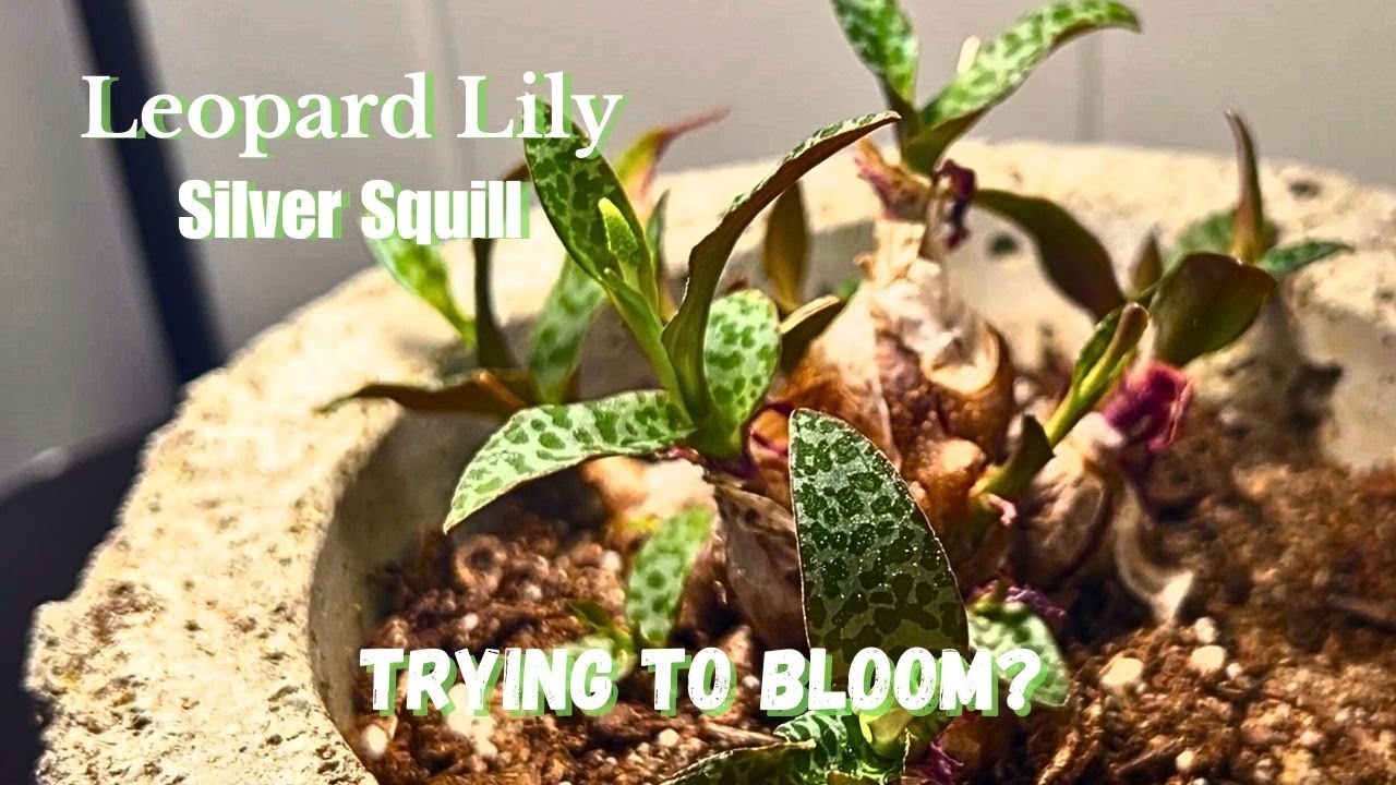 Silver Squill Trying to Bloom? I See Some Stalks Coming Already - Inside As A  Houseplant in Ohio