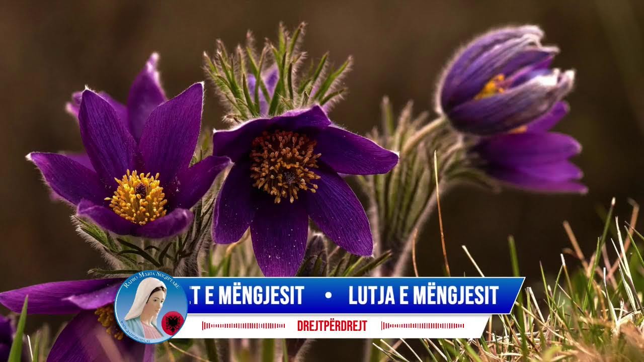 Lutja e mëngjesit, Engjëlli i Zotit & Lavdet e mëngjesit