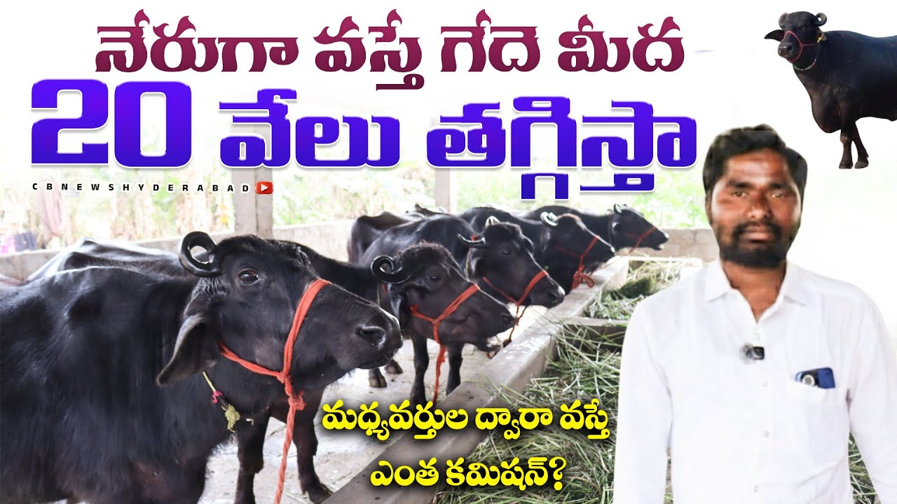 ఆంధ్ర లో తగ్గిన గేదెల ధరలు|నేరుగా వస్తే గేదె మీద 20 వేలు తగ్గించి ఇస్తాను!Murra Buffaloes for sale