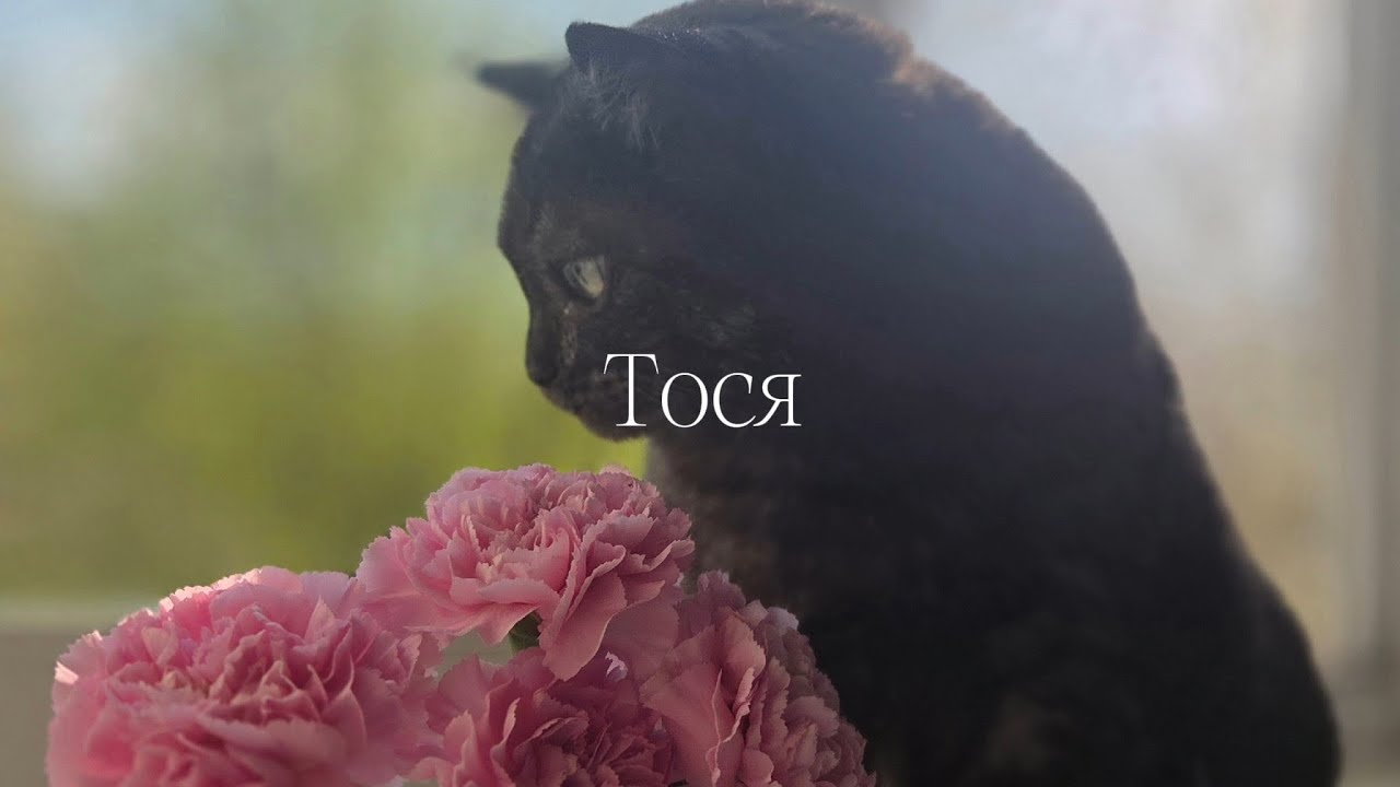 Решение, которое далось нам тяжело | сахарный диабет и ОПН у кошки