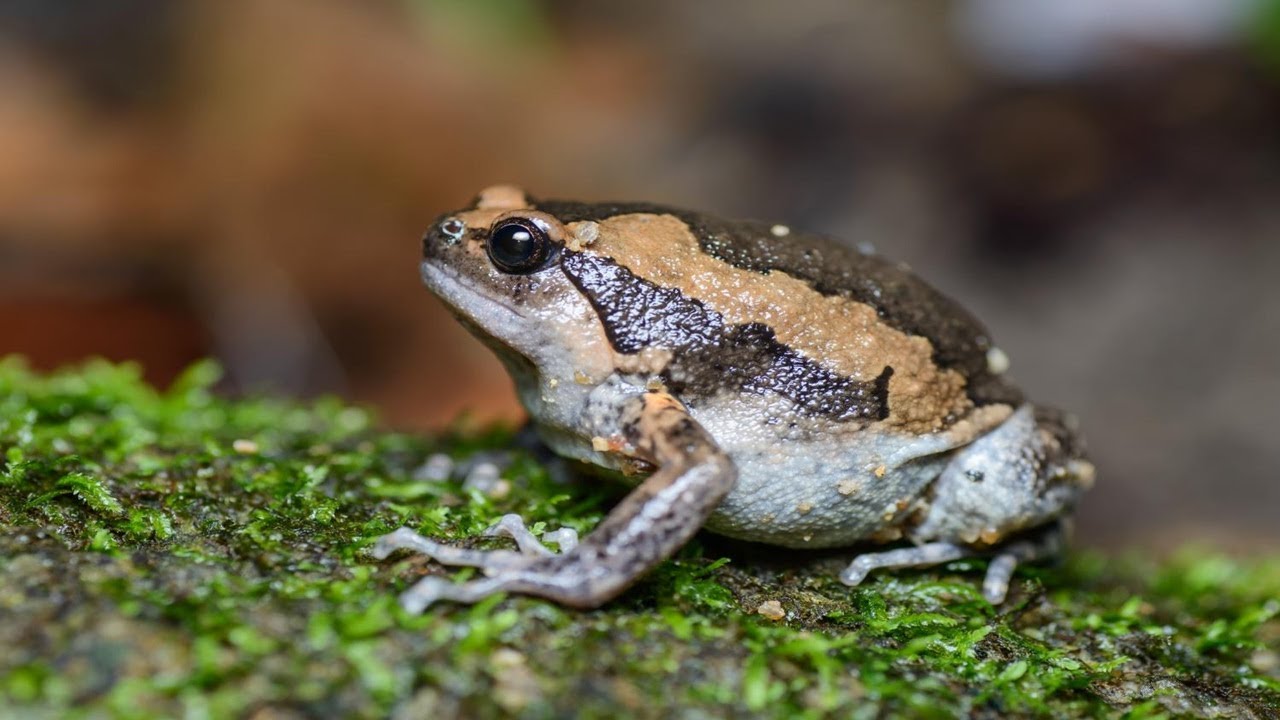 Banded bullfrog