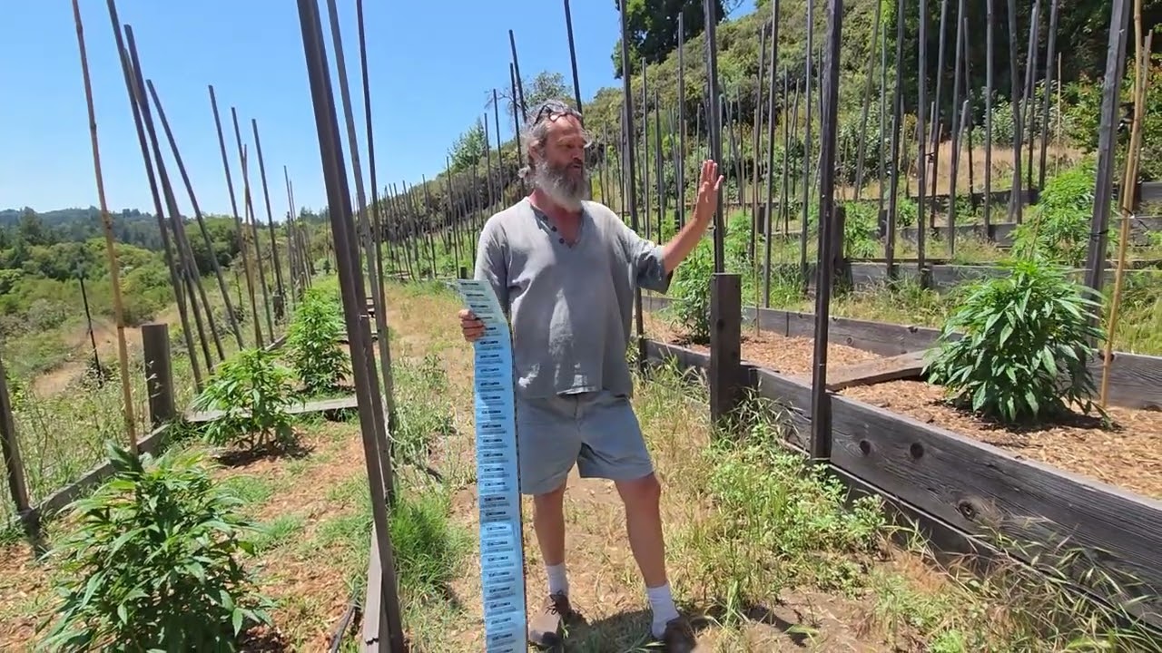 The California Cannabis METRC Track & Trace plastic radio chip plant tags should be banned