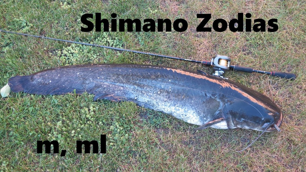 Shimano Zodias : 