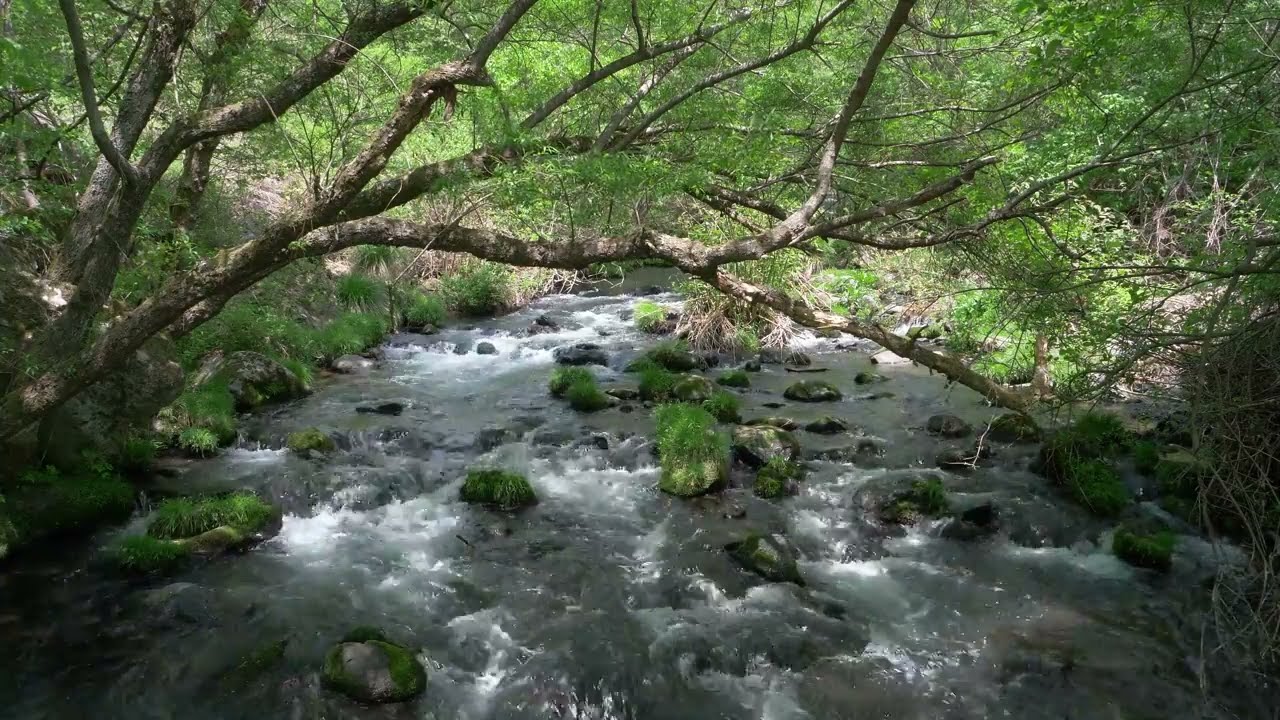 Forest River - Stream Sounds for Sleeping - Birdsong - Relaxing Nature Sounds - Water Flowing 5 Hour