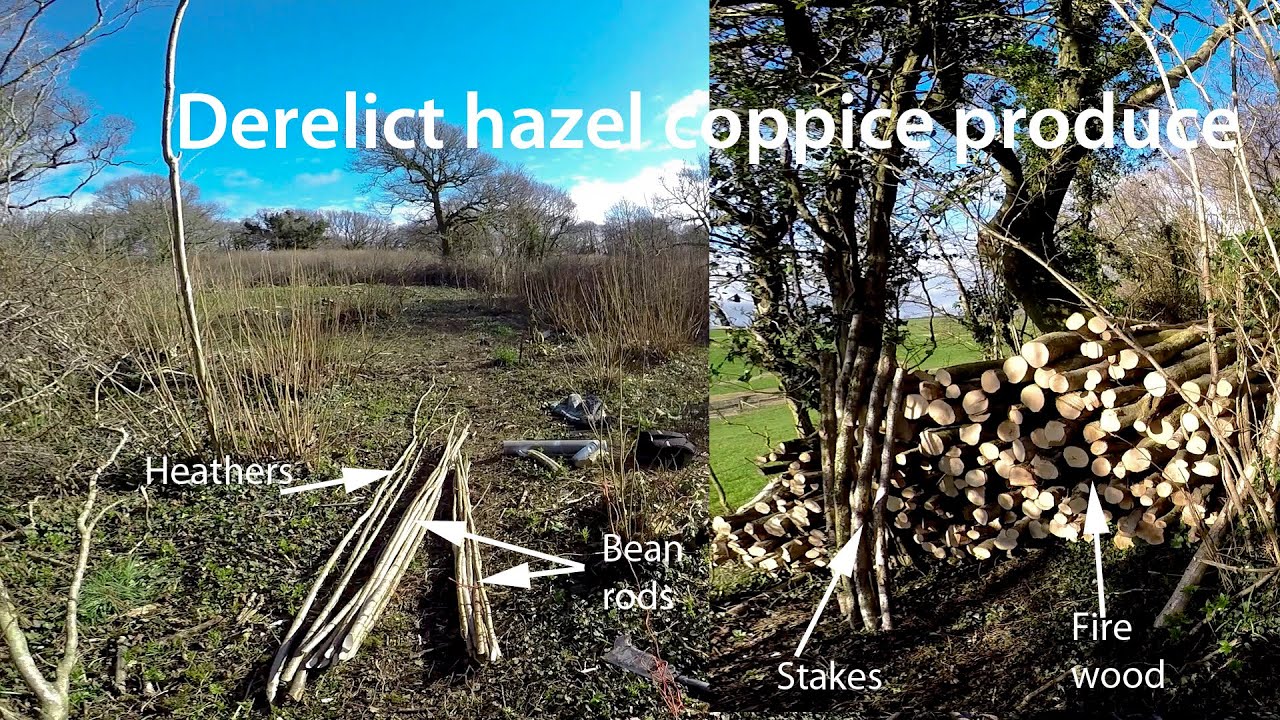 Derelict hazel coppice produce: own-use firewood, bean rods. Neolithic-ing. Walking sticks.