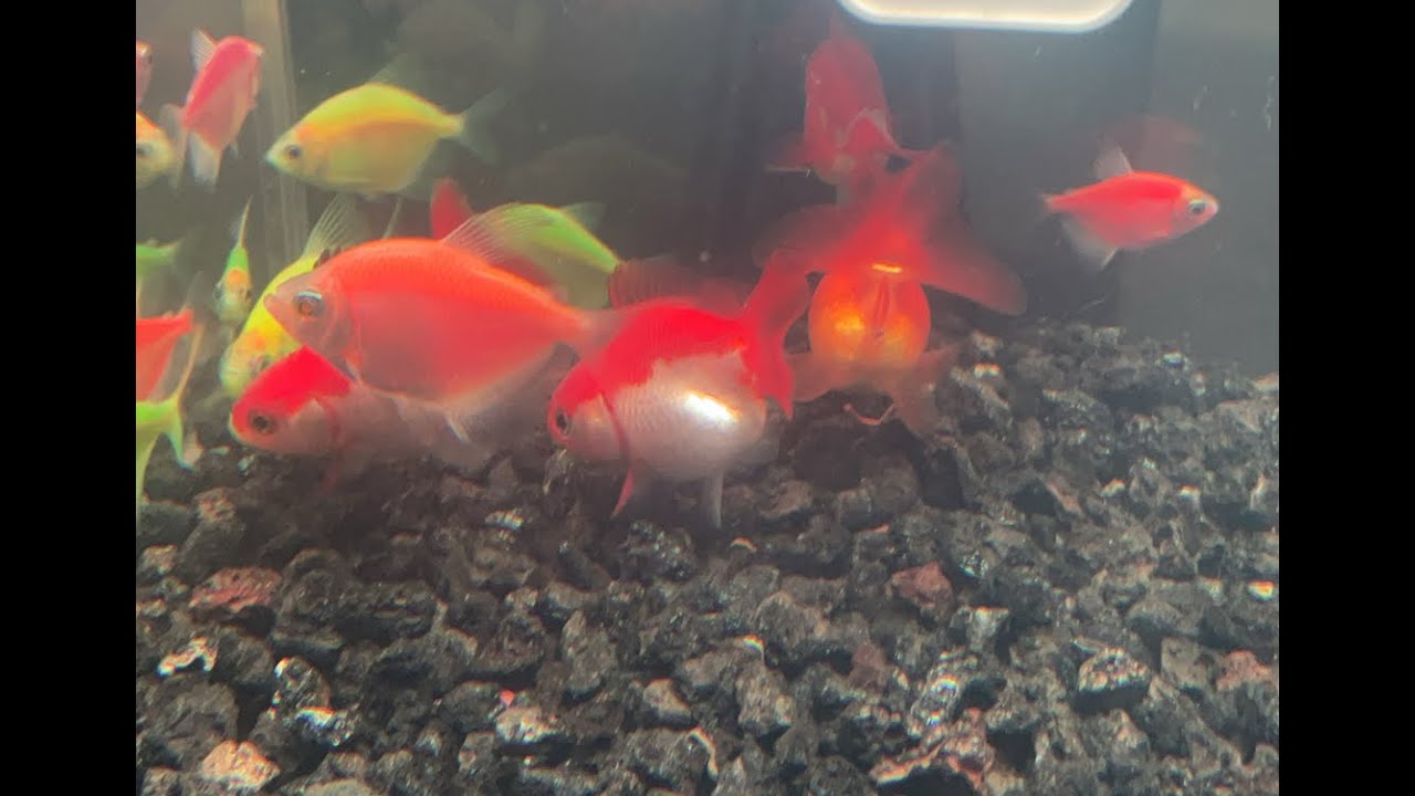 Aquarium Fish Live