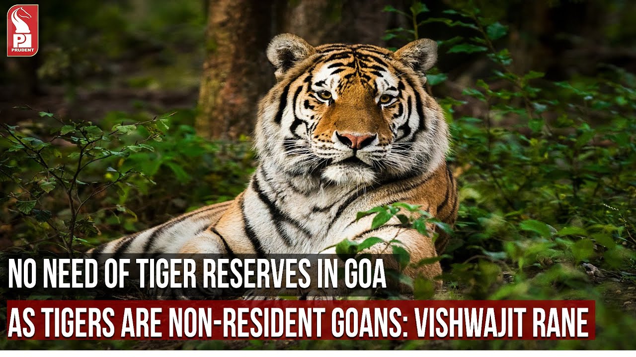 NO NEED OF TIGER RESERVES IN GOA AS TIGERS ARE NON-RESIDENT GOANS: VISHWAJIT
