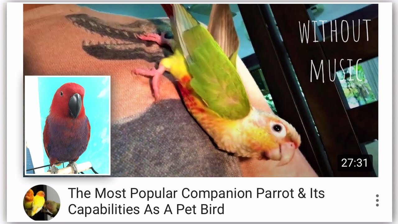 FUN BIRD DOCUMENTARY: Introducing Pineapple Conure and 