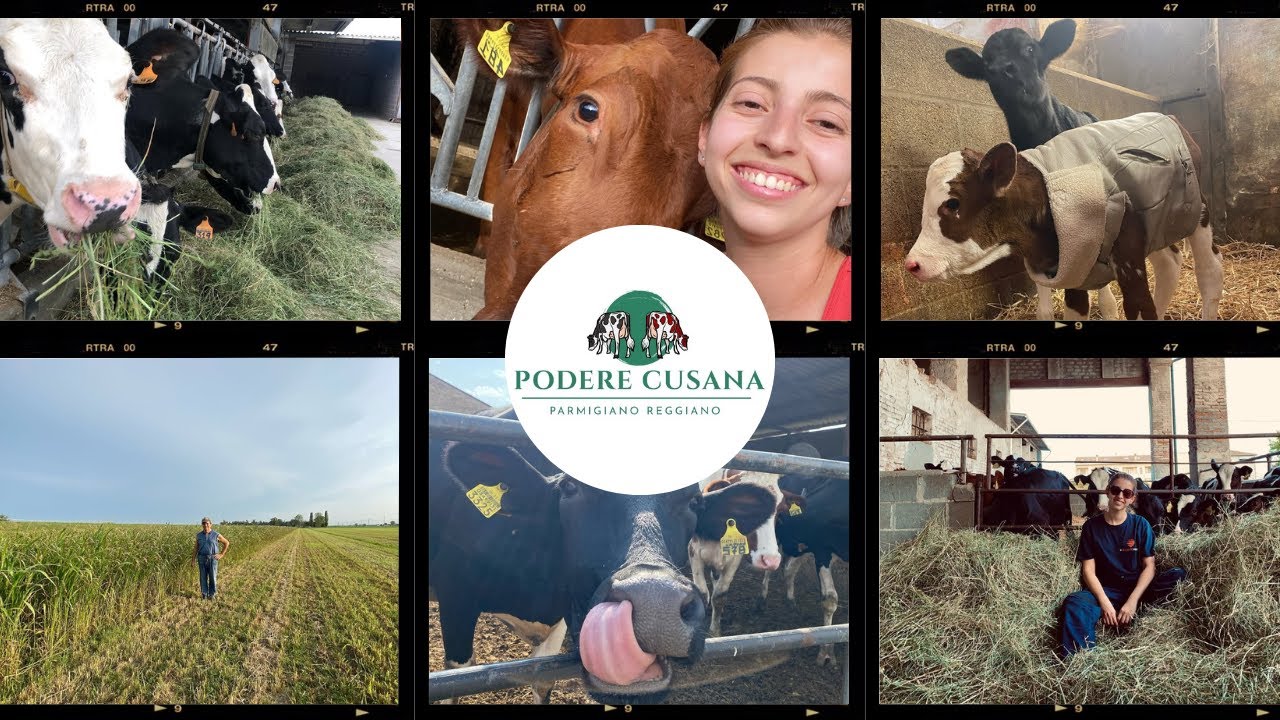 SOCIET&Agrave; AGRICOLA PODERE CUSANA: PASSIONE PARMIGIANO! 🧀 FABIANA E PAP&Agrave; SVELANO I SEGRETI (PARMA) 🐮🔥