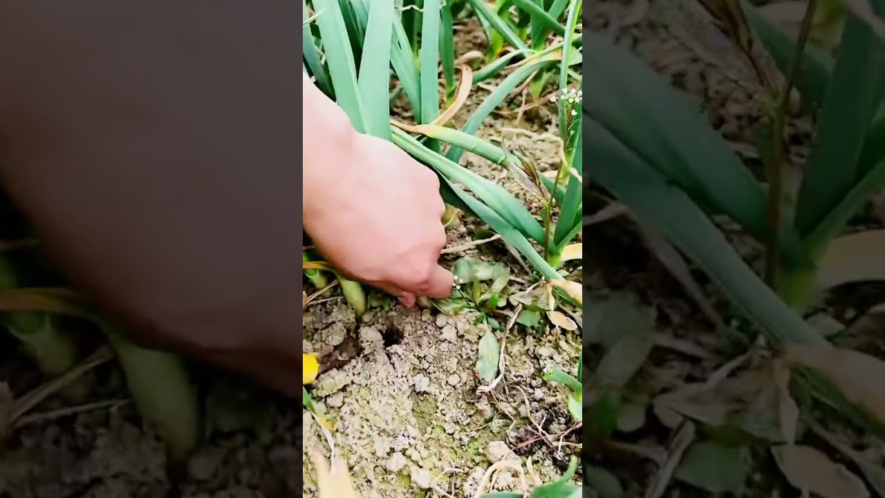 farmers harvest spring onions with satisfactory results #shorts