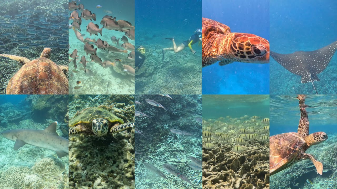 🏝️Lady Elliot - 🤿Snorkeling 🐢🦈🐠🪸8.12.25-12.12.25 🏝️