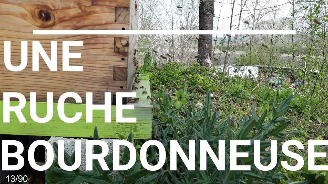 Ruche bourdonneuse