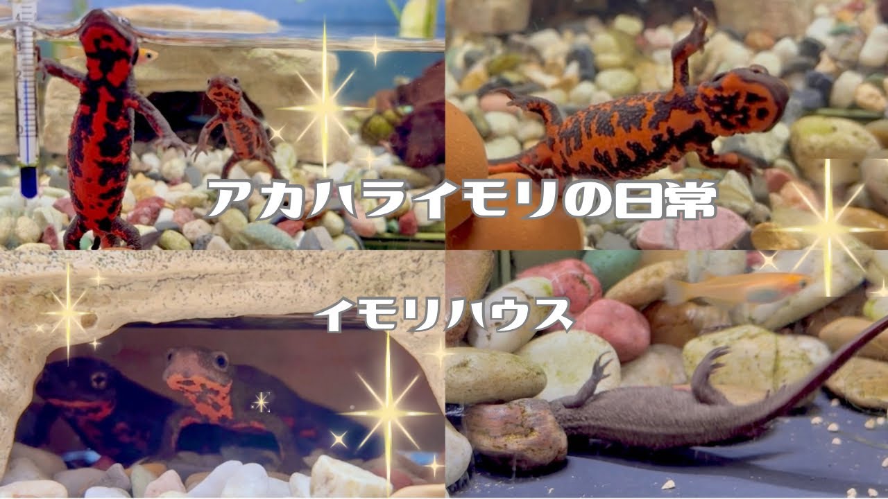 ✲イモリの💩スタイルが可愛くてたまらない♡ #アカハライモリの日常 