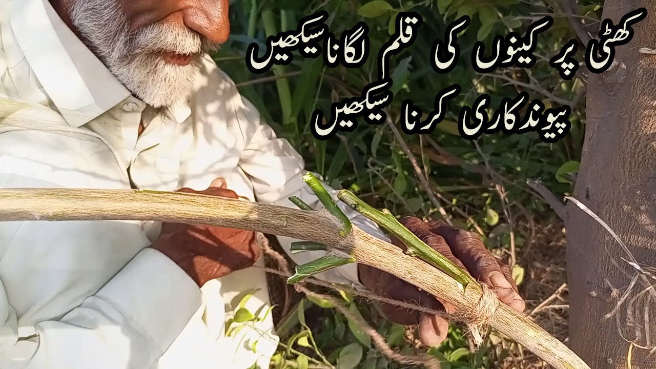New Technique Of Orange Grafting | Piwand Kari Krna Seakhien | Easy Tarika Kalam Kari 100 Sucess